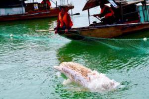 广西梧州旅游新闻:中华白海豚误入梧州西江水域后续！皮肤有感染迹象
