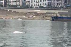 西江梧州水域惊现“水中大熊猫”中华白海豚！