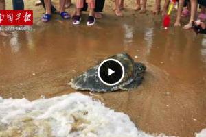 钦州犀丽湾一只受伤大海龟岸边徘徊 向游客“求救”