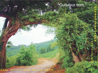 紫荆天王谷旅游图片