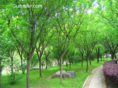 桂林植物园旅游图片