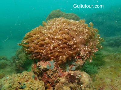 石螺口海滩潜水体验旅游图片