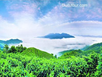 南山茶海旅游图片