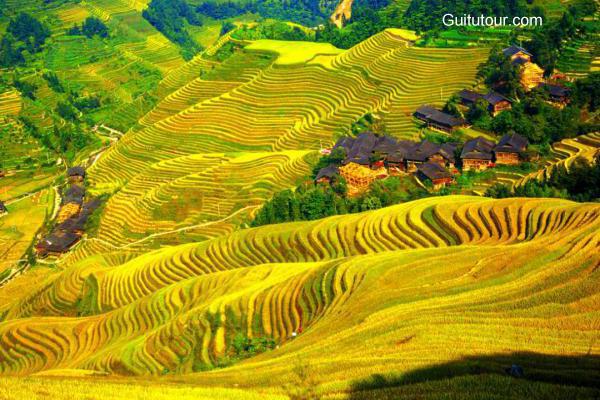桂林旅游景点: 金坑梯田