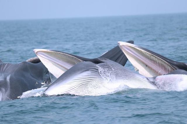 游客擅乘快艇出海追逐观赏“网红”鲸鱼，广西北海：严厉打击
