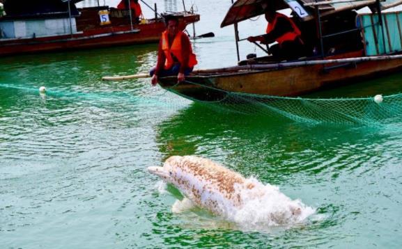 中华白海豚误入梧州西江水域后续！皮肤有感染迹象