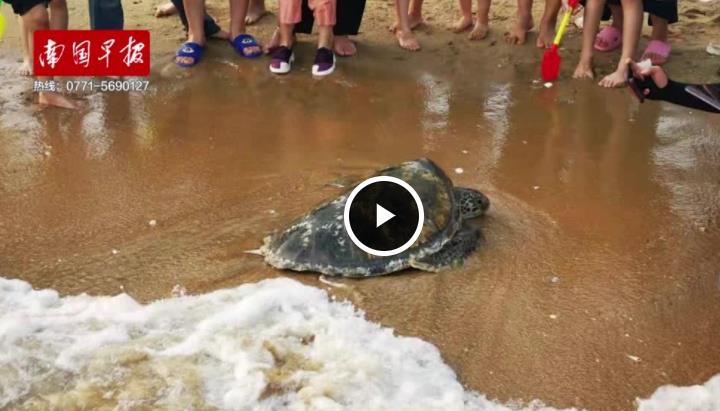 钦州犀丽湾一只受伤大海龟岸边徘徊 向游客“求救”