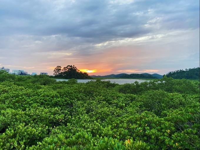 打卡钦州港仙岛公园，红树林夕阳海景