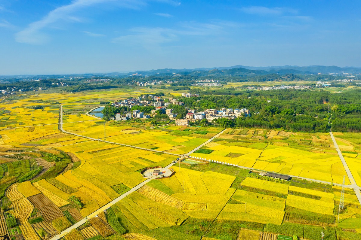广西南宁老口村晚稻进入收割期，构成一幅美丽的乡村画卷