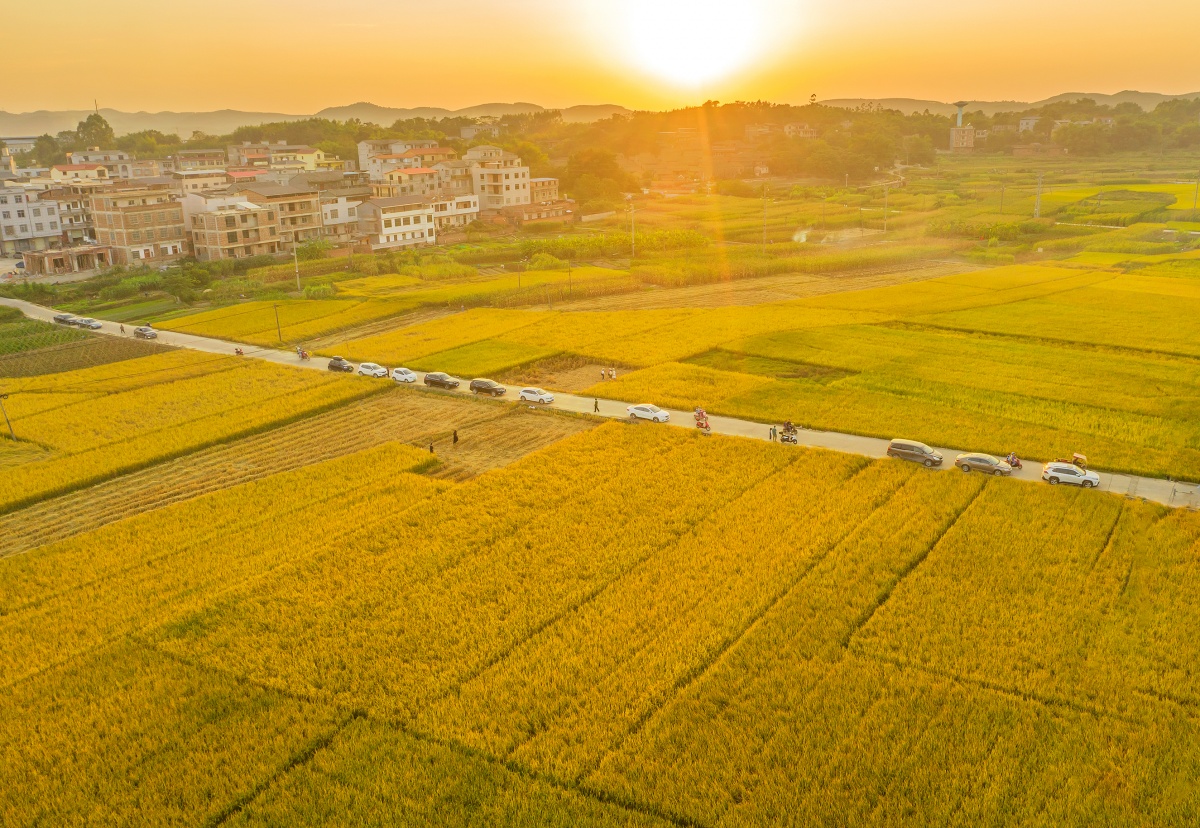 广西南宁老口村晚稻进入收割期，构成一幅美丽的乡村画卷