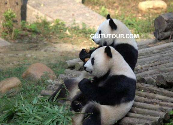 桂林动物园旅游图片
