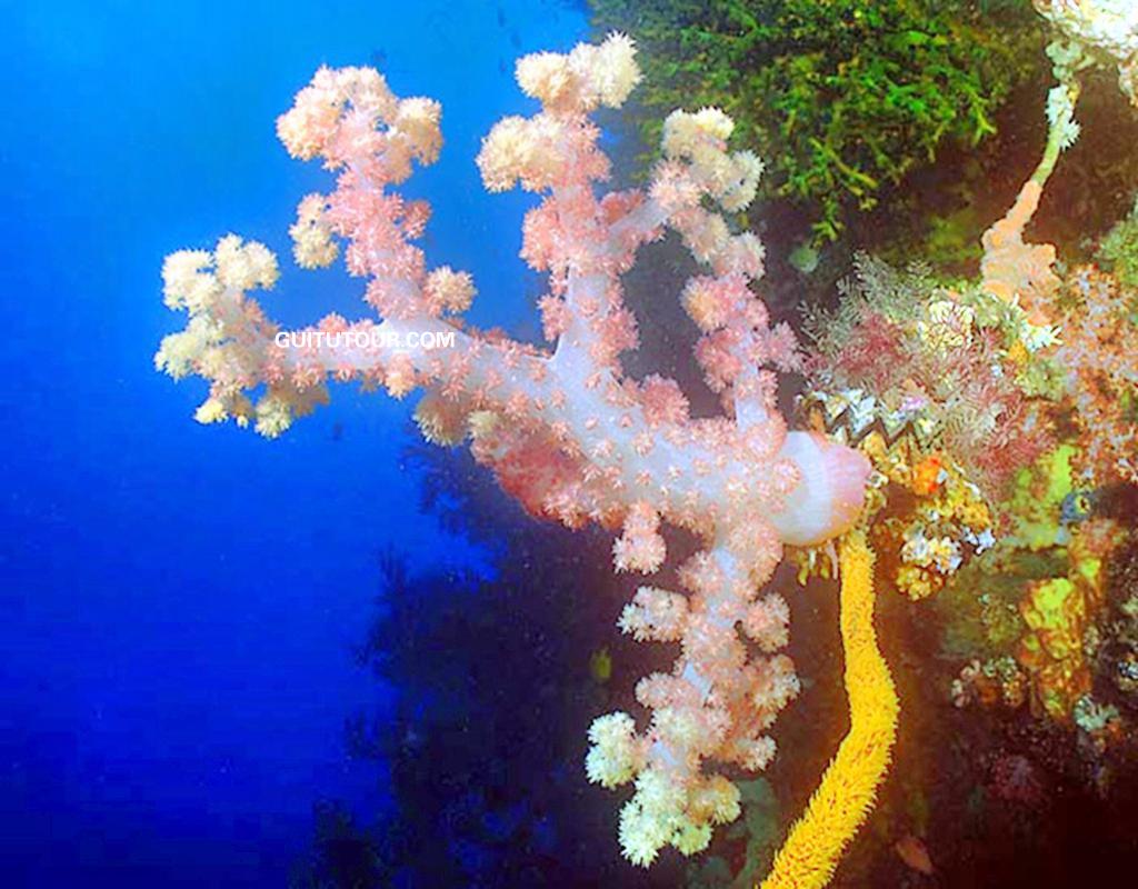 涠洲岛潜水旅游图片