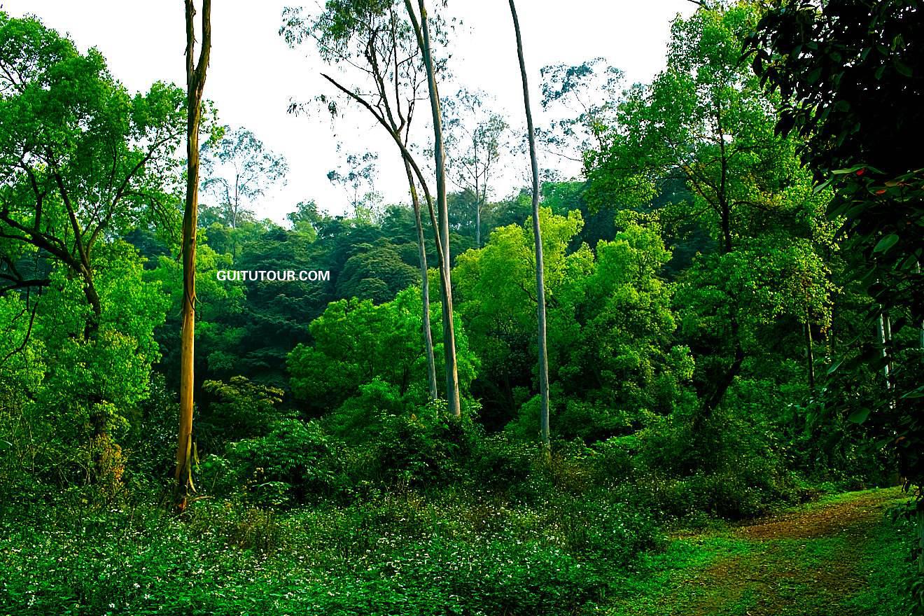 良凤江国家森林公园旅游图片